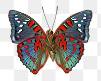 Butterfly png insect sticker, transparent background