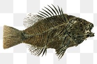 Eocene Sunfish fossil png sticker, transparent background