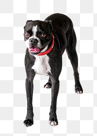 Black bulldog png sticker, transparent background