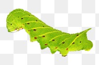 Caterpillar png sticker, transparent background