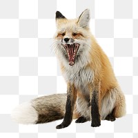 Fox yawning png sticker, transparent background