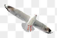 Flying gull bird png sticker, transparent background