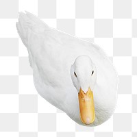 White duck  png sticker, transparent background