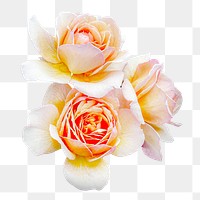 Rose png flower sticker, transparent background