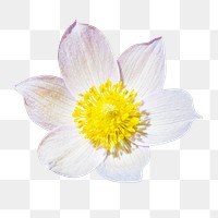 Pasqueflower png flower sticker, transparent background