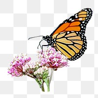 Butterfly & flower png sticker, transparent background