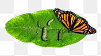 Monarch butterfly png insect  sticker, transparent background