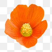 Orange poppy png flower sticker, transparent background