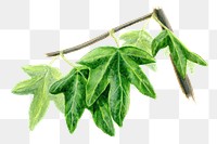 Western Sycamore leaves png sticker, transparent background