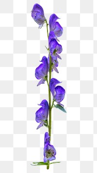 Columbian monkshood flower png sticker, transparent background