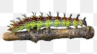 Caterpillar png sticker, transparent background