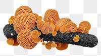 Orange Pore fungus png sticker, transparent background