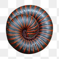 American giant millipede png sticker, transparent background