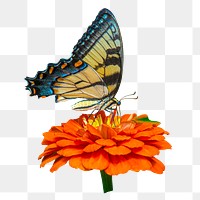 Butterfly & flower png sticker, transparent background