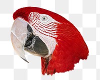 Red Macaw bird png sticker, transparent background