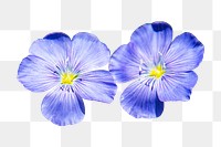 Blue flax flower png sticker, transparent background