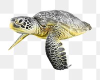 Green sea turtle png sticker, transparent background