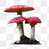 Poisonous mushroom png sticker, transparent background