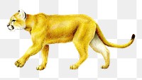 Mountain Lion png, transparent background