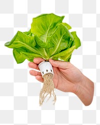 Hydroponic lettuce vegetable png food sticker, transparent background