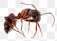 Red carpenter ant  png sticker, transparent background