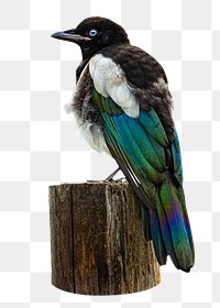 Bird on pole png sticker, transparent background