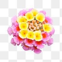 Colorful Verbena flowers png sticker, transparent background