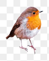 American robin bird png sticker, transparent background