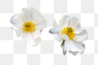 Mount Cook lilies png sticker, transparent background