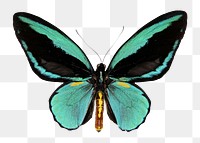 Green butterfly png sticker, transparent background