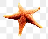 Starfish, animal png sticker, transparent background