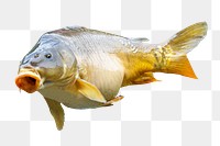 Fish, animal png sticker, transparent background