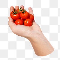 Hand holding cherry tomatoes png sticker, transparent background