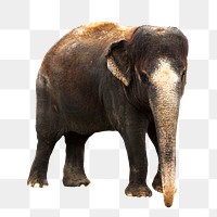 Indian elephant png sticker, transparent background