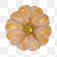 Brown squash png sticker, transparent background