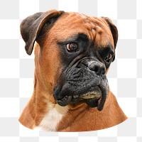 Boxer dog png sticker, transparent background