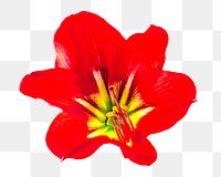 Amaryllis flower png sticker, transparent background