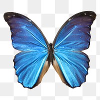 Blue butterfly png sticker, transparent background