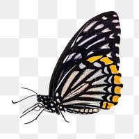 Beautiful butterfly png sticker, transparent background