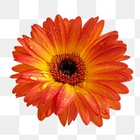 Orange gerbera png flower sticker, transparent background