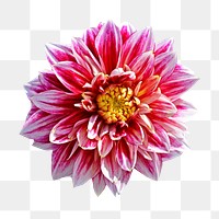 Red dahlia  png flower sticker, transparent background