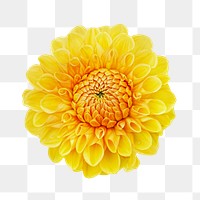 Yellow dahlia  png flower sticker, transparent background