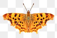 Orange butterfly png sticker, transparent background