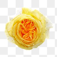 Yellow rose  png flower sticker, transparent background