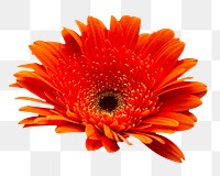 Orange daisy png flower sticker, transparent background