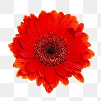 Red Gerbera png flower sticker, transparent background