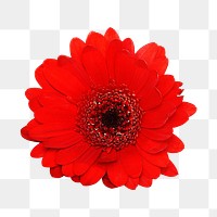 Red Gerbera png, transparent background