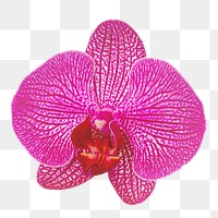 Pink orchid flower png sticker, transparent background