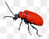 Scarlet lily beetle png sticker, transparent background