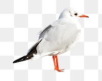 Seagull bird png sticker, transparent background